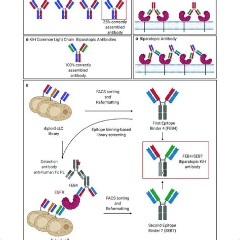 | Common light chain biparatopic antibodies and schematic... | Download ...