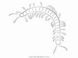 Insect Centipede Coloring Page For Kids  Free Centipedes Printable sketch template