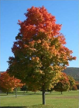 New York State Tree - Sugar Maple Sugar Maple, Online Surveys, Scenery ...