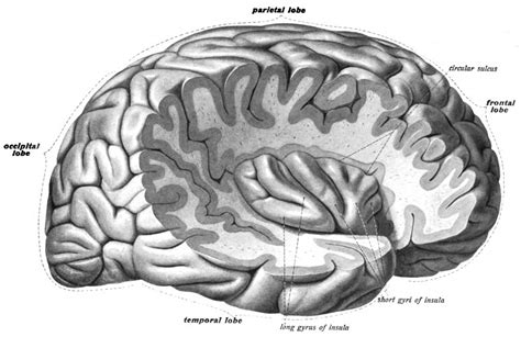 Cortex insulaire — Wikipédia