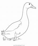 Pekin Duck Coloring Page For Kids  Free Ducks Printable Pages sketch template