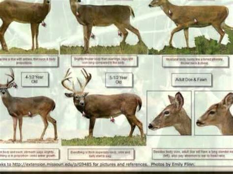 Deer Antler Growth Chart