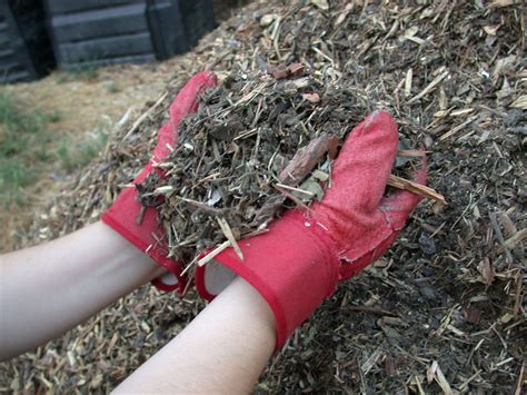 File:Mulch shredded yard waste.JPG - Wikimedia Commons