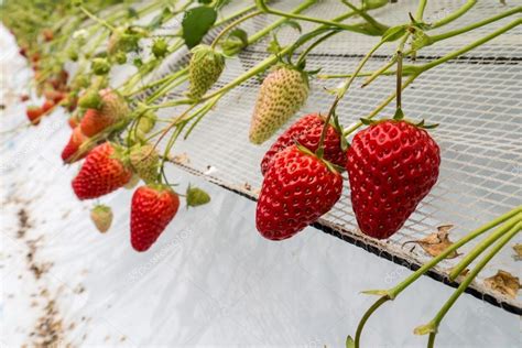 Strawberry cultivation in plant Stock Photo by ©wittybear 103541416