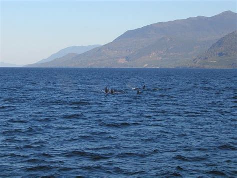 Johnstone Strait (British Columbia) - All You Need to Know BEFORE You ...