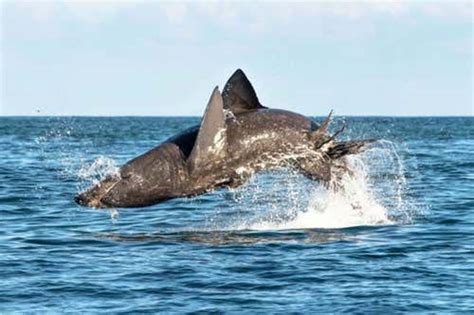 Peaceful basking sharks can leap just as powerfully as great whites | New Scientist