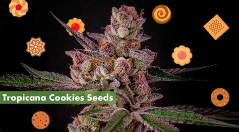 Where's Best to Buy Tropicana Cookies Seeds Online | 10Buds Seed-Finder