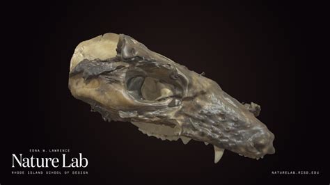 Opossum Skull - Download Free 3D model by RISD Nature Lab (@RISDNaturelab) [601a1d7] - Sketchfab