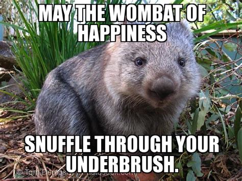 Cute animals, Cute wombat, Animal facts