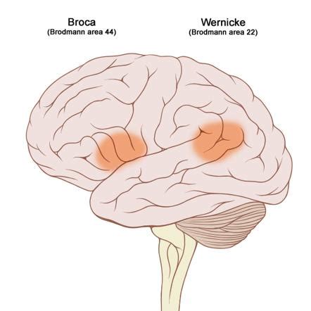 BROCAS OCH WERNICKES OMRÅDE - linneaspsykologi.blogg.se