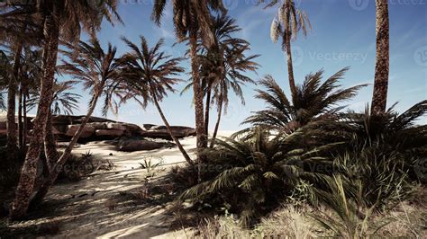 Palm Trees in the Sahara Desert 6642556 Stock Photo at Vecteezy