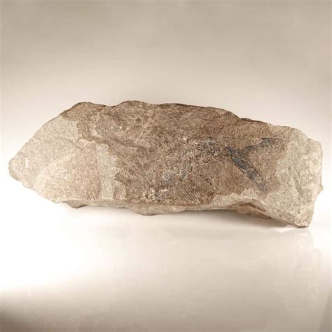 Palaeoniscum fish fossils | Buy genuine fish fossils | UK Shop