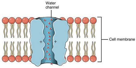 Cytolysis - Definition, Types and Function | Biology Dictionary | Facilitated diffusion ...