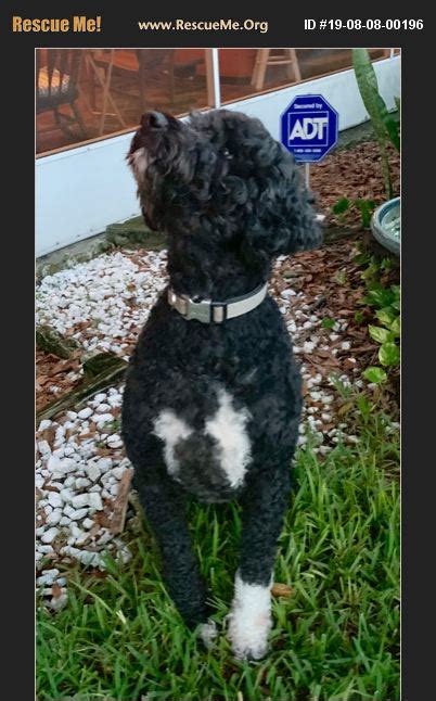 ADOPT 19080800196 ~ Portuguese Water Dog Rescue ~ Pinellas County, FL