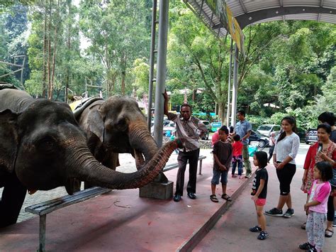 Activists condemn visitors who gave alcohol to Taman Safari animals - City - The Jakarta Post