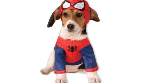 Marvel Dog Costume | The Best Marvel Costumes for Your Dog