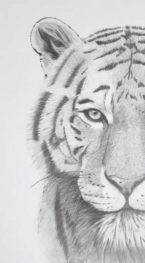 #tigerdraw | Pencil drawings of animals, Animal drawings sketches, Tiger art drawing