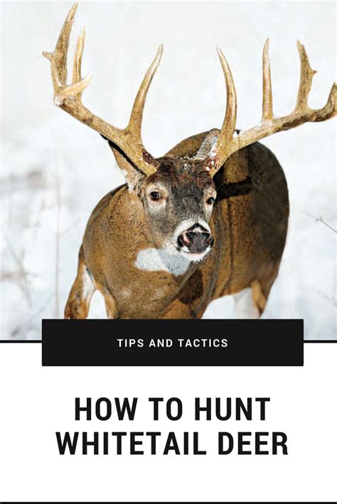 Tips and Tactics: How to Hunt Whitetail Deer #hunter #hunting #deerhunting #deer | Whitetail ...