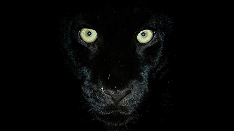 Panther Eyes At Night