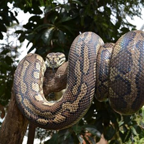 Meet And Get Up Close To Our Snakes | WILD LIFE Sydney Zoo