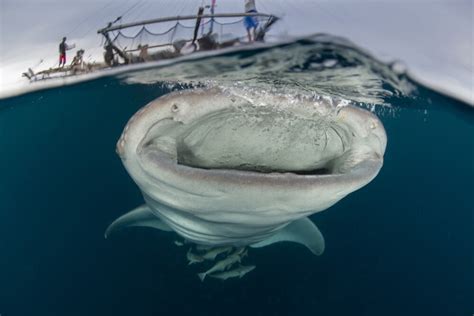 A whale shark with mouth wide open swimming underneath a bagan ...