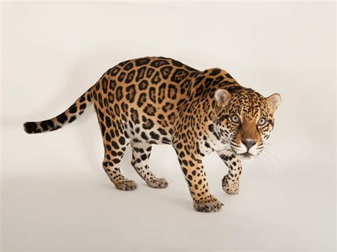 Jaguar Images