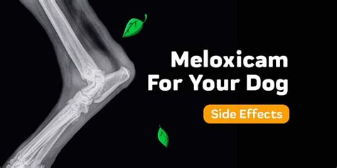 Meloxicam For Your Dog: Side Effects To Keep An Eye On – Innovet Pet