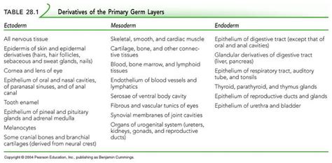 Germ Layer Derivatives | Basic math, Embryonic development, Anatomy