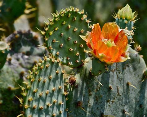 Orange Cactus Flower Photograph by Kristina Deane | Pixels