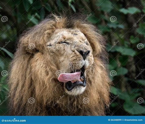 Funny Lion stock image. Image of lion, dangerous, animal - 66348099