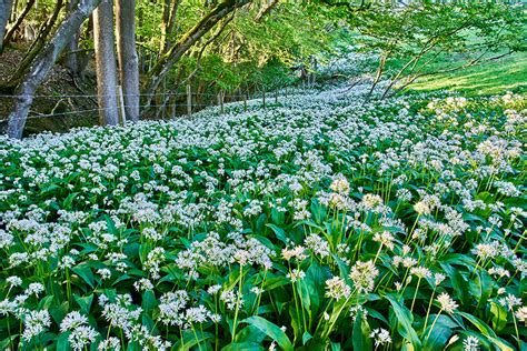 Wild Garlic Bulbs – Allium Ursinum – In The Green - Woodland Bulbs