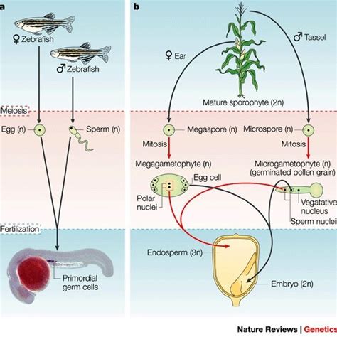 (PDF) Unique features of the plant life cycle and their consequences