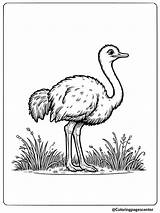 11 Free Printable Ostrich Coloring Pages sketch template