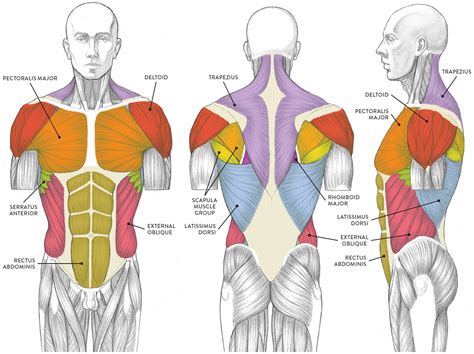 Anterior Muscles Of The Body Labeled Muscles Of The Neck And Torso ...