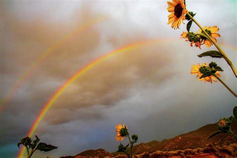 Sunflowers with a double rainbow Photograph by Elijah Rael - Fine Art ...