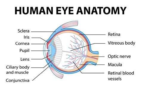 Diagram of human eye anatomy with label 1928861 Vector Art at Vecteezy