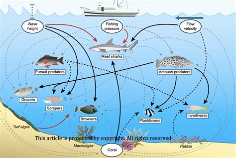 Coral Reef Food Web Coral Reef Food Web Food Web Reef – NBKomputer