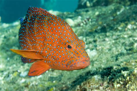 Closeup Of A Blue-spotted Grouper by Tim Laman