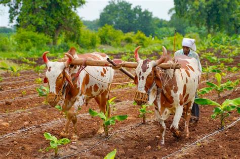 Premium Photo | Indian farmer working with bull at his farm.