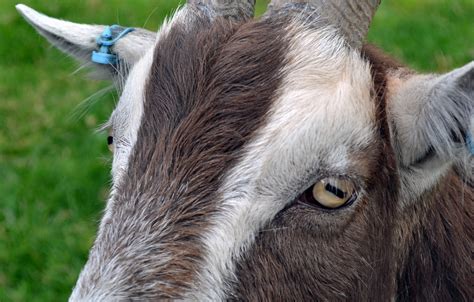 Goats eyes | Goats (and sheep) have such weird eyes! With th… | Flickr