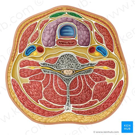 Sternohyoid: origin, insertion, innervation and action | Kenhub