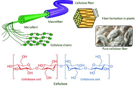 1 Fiber formation from cellulose chains and structure of cellulose | Download Scientific Diagram