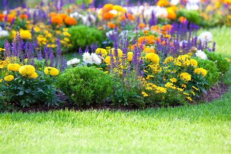 Attract Pollinators With A Low-Maintenance Tapestry Lawn | ShrubHub