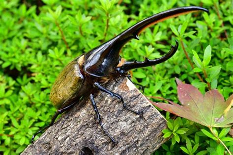 10 Hercules Beetle Facts - Fact Animal