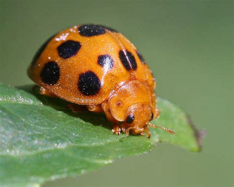 Orange bug with black spots - Epilachna borealis - BugGuide.Net