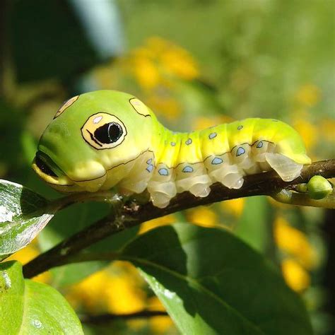 Top 999+ Caterpillar Insect Wallpapers Full HD, 4K Free to Use