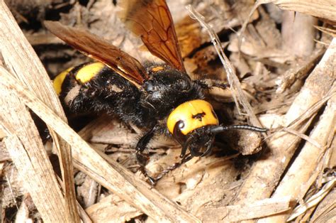 David Element's Wildlife Web Page Hymenoptera 16 - Mammoth Wasps