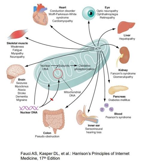 MITOCHONDRIAL DISEASE - MitoCanada