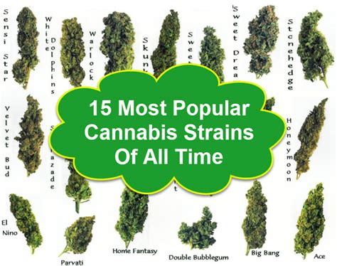 15 Most Popular Cannabis Strains Of All Time – The Strain Directory