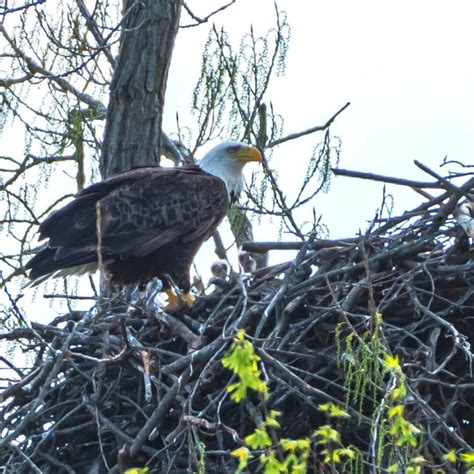 Bald Eagles in Ohio Welcome 3 Baby Eaglets